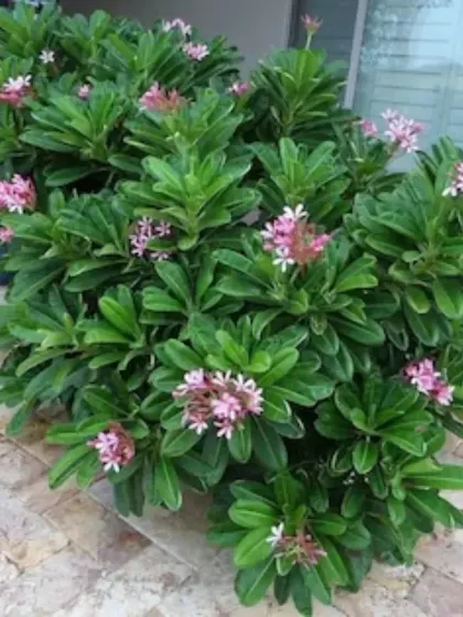 A large, flowering shrub with delicate pink blossoms, perfect for a patio or garden corner.