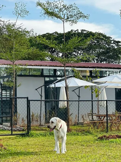 A view of our main building from the park, with a happy Labrador enjoying the scenery.