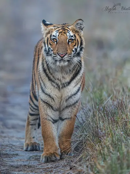 The intensity of a head-on shot is unmatched. It's about stillness and trust in your gear. I let this tiger approach naturally, framing not just its face but the raw emotion in its eyes.