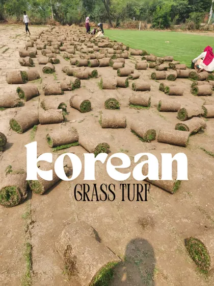 This image showcases our Korean grass turf, known for its dense, carpet-like growth. These rolls are ready for harvesting, destined for projects that require a neat and manicured finish.