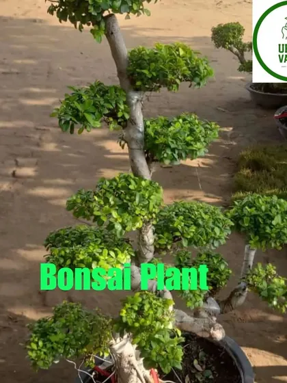 A classic multi-tiered Ficus bonsai, carefully trained over many years.