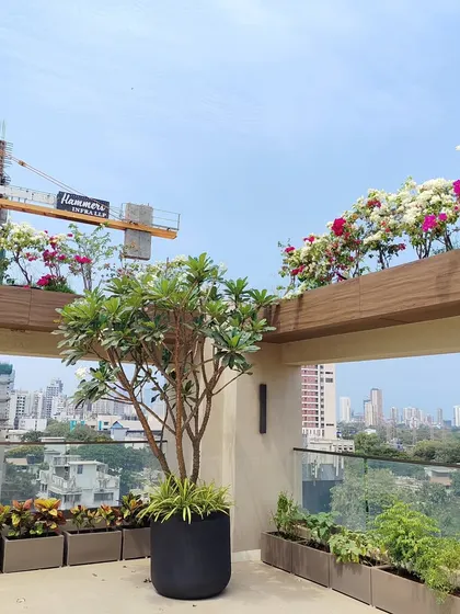 This shot captures the essence of urban gardening: a beautiful terrace garden with a Plumeria tree and blooming flowers, set against the backdrop of city buildings.