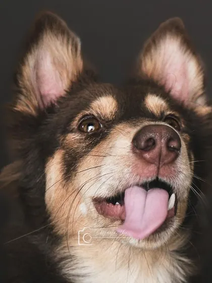 A fluffy, expressive dog with its tongue out. The dark background makes the dog's features stand out.