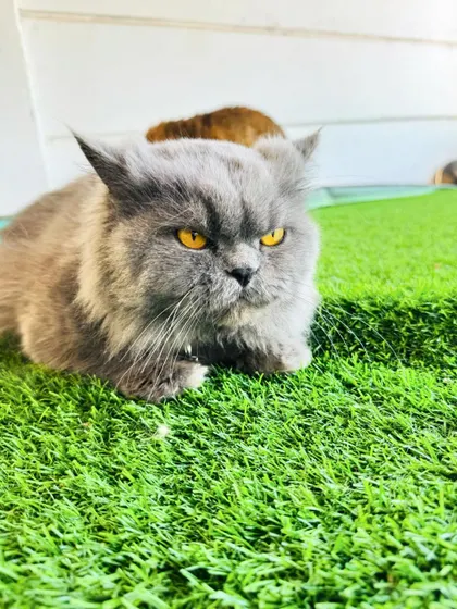 This fluffy grey cat is giving a serious look, but we know it's just relaxing in the comfort of our dedicated cat boarding facility.