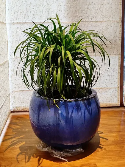 This Dracaena plant in a striking blue ceramic pot adds a vibrant touch to the room. It's a great choice for an indoor plant that is both beautiful and easy to maintain.