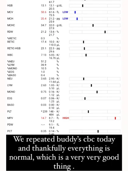 An update on Buddy's blood work after treatment for tick fever. Thankfully, his CBC is normal, which is a great sign.