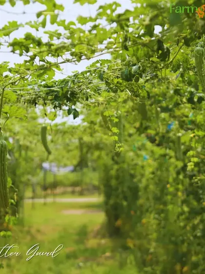 Bitter gourd, or *karela*, is another vining vegetable that benefits greatly from a trellis. This allows the plant to get more sunlight and air, leading to healthier fruit.