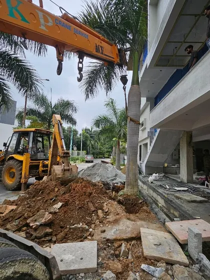 A Royal Palm tree is being positioned for replanting at a new property, adding instant curb appeal. This is a common request for homeowners and builders looking for immediate landscaping results.