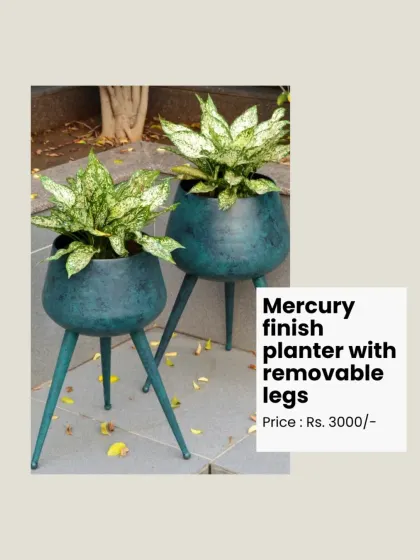 The Mercury finish planter with removable legs is one of our bestsellers. Its unique finish and modern design make it a favourite among my clients.