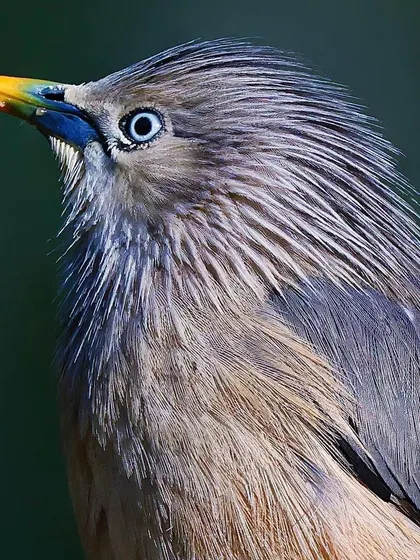 A portrait of a Chestnut-tailed Starling looking upwards. The fine, spiky feathers on its head are clearly visible, as is the multi-colored sheen on its beak.