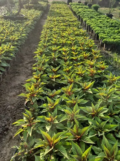 A look at our stock of winter flowering plants, all lined up and ready for bulk orders. We maintain large quantities to serve landscaping projects of any size.