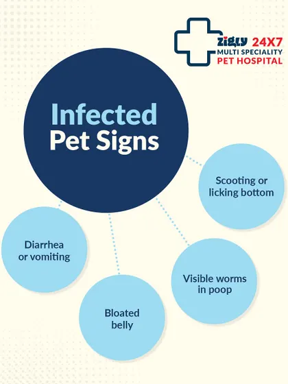 It's important to recognize the signs of an internal parasite infection. This graphic points out key symptoms like a bloated belly, diarrhea, or scooting, which should prompt a visit to the vet for diagnosis and treatment.