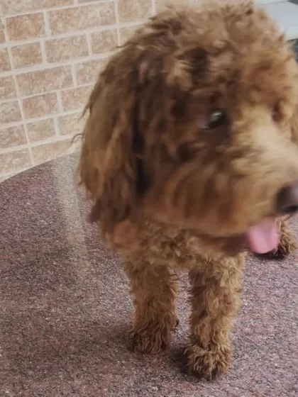 Another look at the Poodle before the haircut, showing the overgrown fur that needs attention.