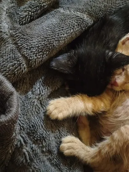 There is nothing like the comfort of a friend. This bonded pair, a ginger and a black kitten, found solace in each other after being rescued. Adopting a pair means they always have a playmate and companion.