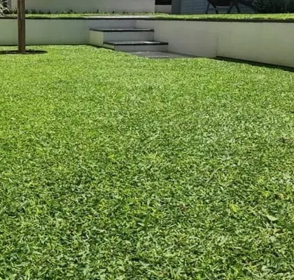 A close-up of a dense, healthy lawn next to a raised garden bed with a white retaining wall. This highlights the quality and finish of my turf installation.