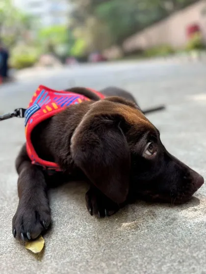 Even during a training session, rest is important. Here's little Zoro taking a moment to process everything he's learning.