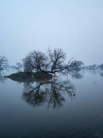 A perfect reflection of a tree in the calm, misty waters of Keoladeo National Park. This is a lesson in finding beauty in simplicity and symmetry.