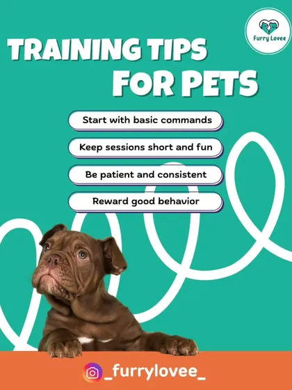 Here are my top four training tips for any pet owner: start with basic commands, keep sessions short and fun, be patient and consistent, and always reward good behavior.