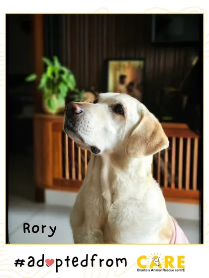This is Rory today, a handsome and confident dog. It's hard to imagine he's the same abandoned dog we rescued years ago.