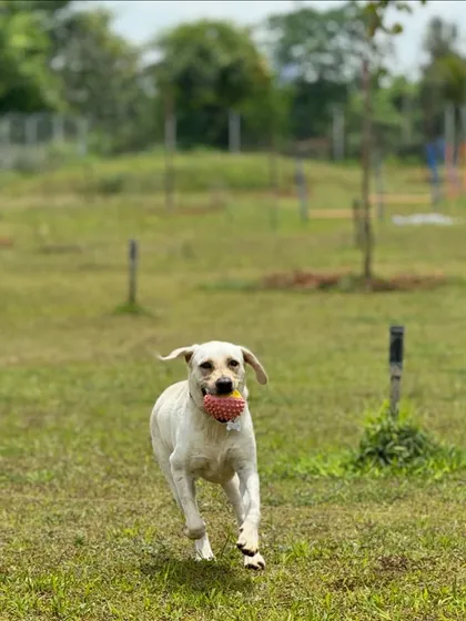 A happy Labrador mid-run with his favorite ball. Our lawn is perfect for endless games of fetch.