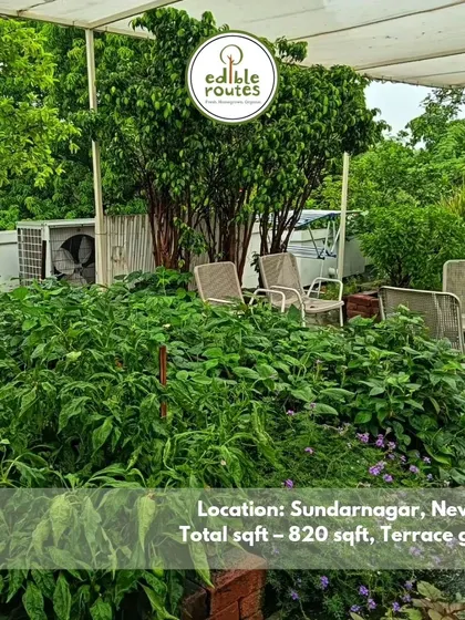 This lush 820 sqft terrace garden in Sundar Nagar, New Delhi, is a perfect example of a thriving urban farm. It's a peaceful retreat and a source of daily fresh produce for the family.