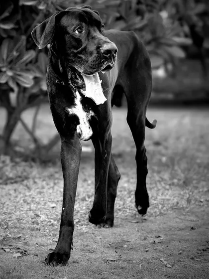 The same Great Dane in a classic black and white shot, which adds a timeless and dramatic quality to his powerful presence.