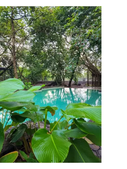 The lush, tropical foliage surrounding the pool at the Villa in a Grove. The architecture is designed to be enveloped by nature, creating a sense of escape and tranquility.