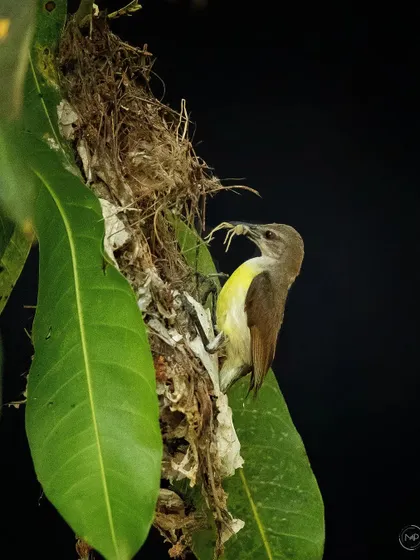 The mother sunbird arrives at the nest with a spider, a protein-rich meal for her growing young.