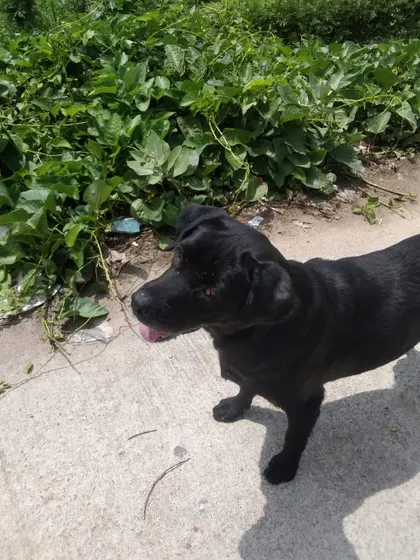 Mishri on a walk outside the hospital. Thanks to a foster stepping up, she was able to spend her recovery time in a much more comfortable environment.
