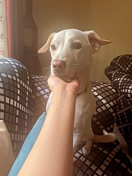 A moment of connection with Thunder. Our goal is to help dogs feel safe and understood, which is the foundation for changing reactive behavior.