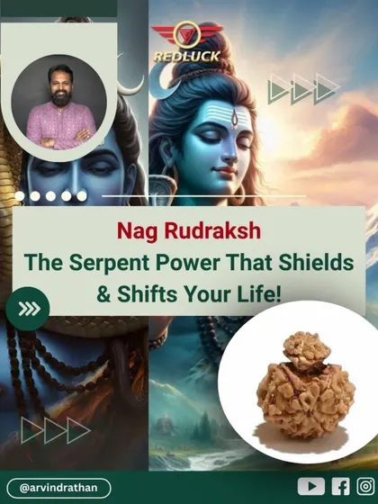 The Nag Rudraksha, with its unique serpent-like form, is a powerful shield. This image introduces its ability to protect your aura, dissolve anxiety, and activate focused energy for confidence and peace.