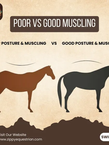 An illustration comparing poor versus good muscling in a horse. Our training focuses on developing correct posture and healthy muscle engagement.