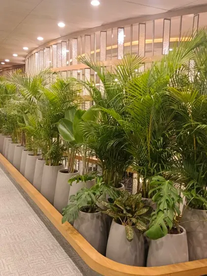 A curved wall of lush greenery at the VeArc office. This installation serves as a natural, living partition that enhances acoustics, purifies the air, and provides a stunning visual centerpiece for the workspace.