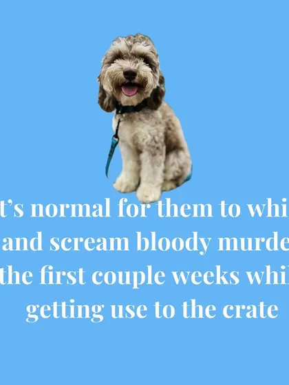 It's normal for puppies to cry and whine when first getting used to a crate. I'll show you how to make the crate a safe, positive space to prevent separation anxiety.