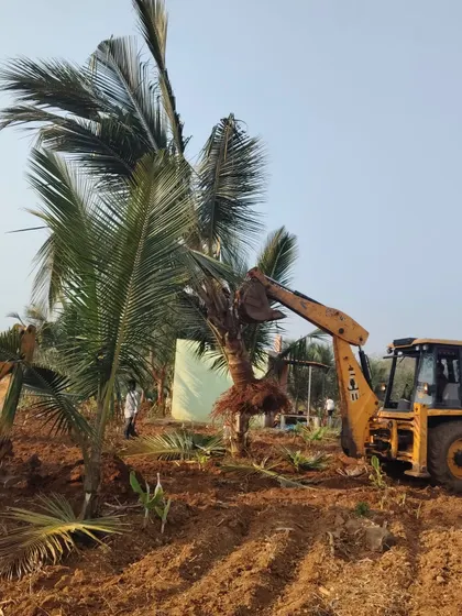 A JCB assists in the careful handling of a coconut tree during the uprooting phase. Our operators work with precision to protect the tree's trunk and root system.