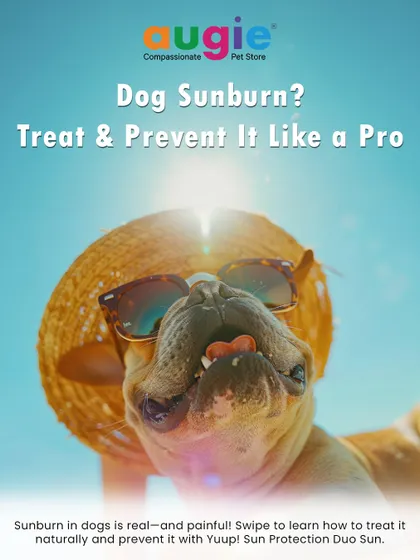 Did you know dogs can get sunburn? It's real and it's painful. This guide will show you how to treat it naturally and prevent it with products like the Yuup! Sun Protection Duo.