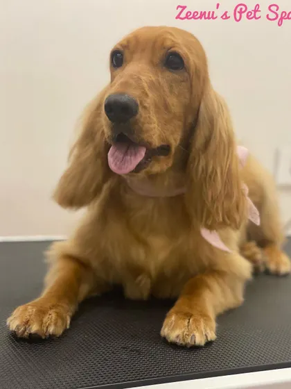 Zoe the Cocker Spaniel relaxing on the grooming table. Her golden coat is glowing after a conditioning treatment.