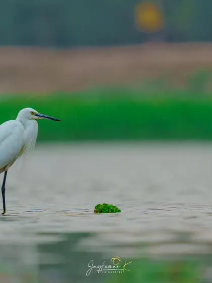 A Little Egret stands patiently in the shallows, its crisp white feathers contrasting with the green and grey tones of the water.
