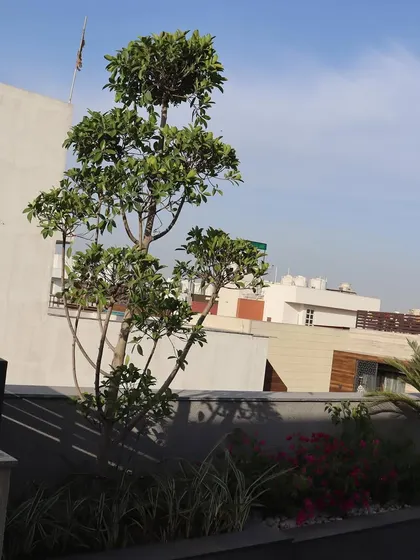 This view shows the Ficus tree as a central feature of the terrace garden. Its sculpted branches add an artistic element against the clear sky and surrounding buildings.