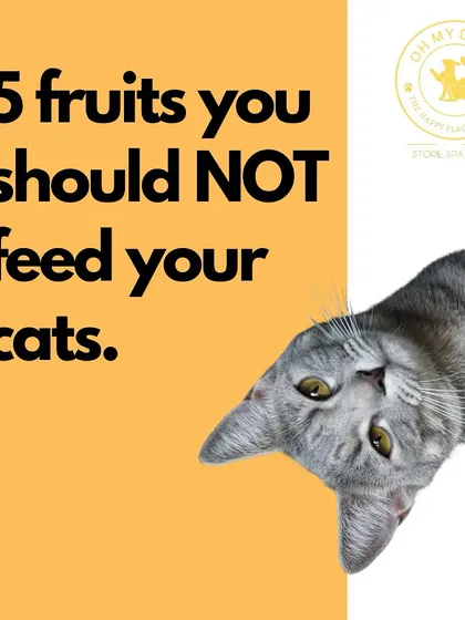While many fruits are healthy, some can be dangerous for cats. This series of images highlights five fruits you should never feed your feline friend.