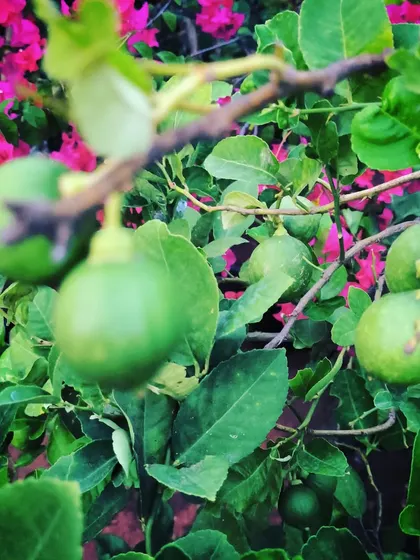 This lemon tree is full of gifts. There's nothing better than having fresh lemons on hand, right from your own garden.
