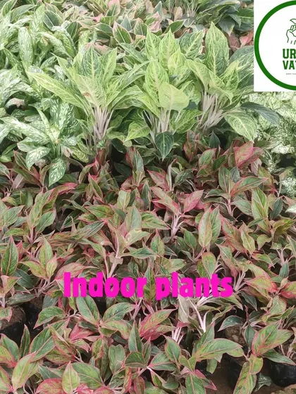 A mix of different Aglaonema varieties, showing the incredible range of colours and patterns available.