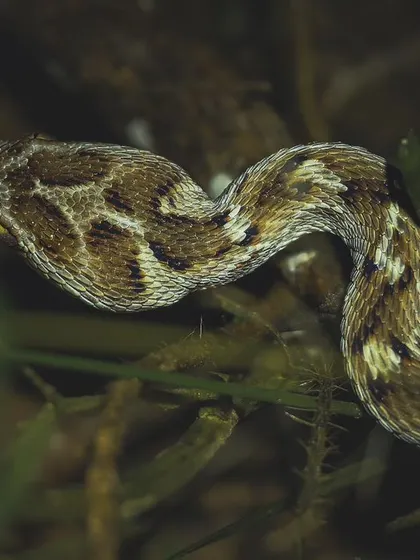 A close-up of a Saw-scaled Viper, encountered on a recent night expedition. Safety and respect are paramount when documenting venomous species.