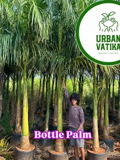 A row of tall Bottle Palms, named for their unique, bottle-shaped trunks.
