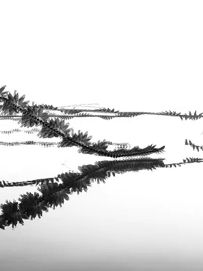 'CHAOS'. An ornithograph of swallows, their frantic flight paths creating a beautiful, abstract pattern over the water's reflection.