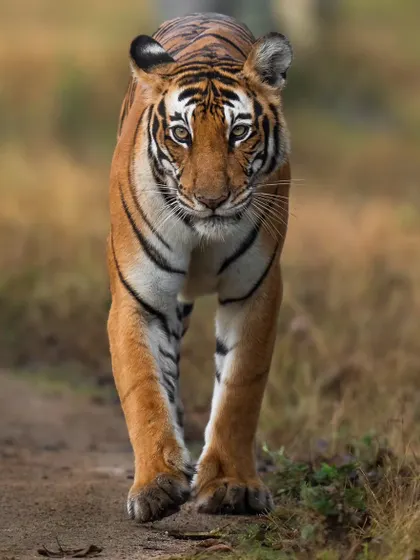 The TT Female, daughter of a queen, who rose to become the undisputed ruler of the Kabini backwaters. Her story is one of patience and perseverance, finally raising her own cubs after years of waiting.