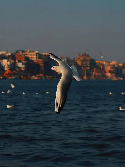 A single gull in flight over the Ganga, with the ancient city of Varanasi blurred in the background. This color photograph captures the freedom and spirit of the place.