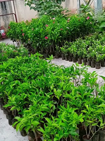 This is a duplicate of image 68. A wide variety of saplings and plants, all lined up and ready to be transported to a new garden setup. We source and prepare a diverse range of healthy plants for our landscaping projects.