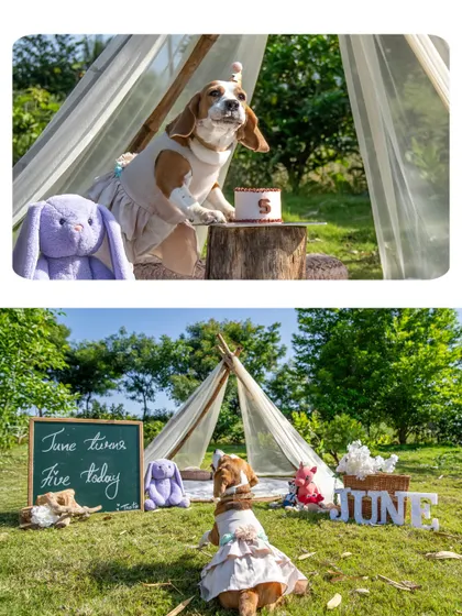 Another view of June's 5th birthday setup, showing the full teepee and picnic scene. These elaborate setups can turn a simple photoshoot into a magical event.