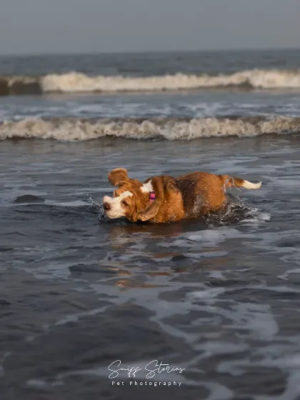 Rio the Beagle, who was not a huge fan of water, joyfully playing in the ocean waves. This shot shows her completely letting go and embracing the fun of the beach.